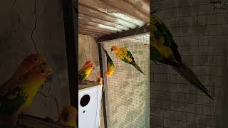 Sun conure Most amazing beautiful parrot birds in The Worldshortsviralvideo [upl. by Aridni]