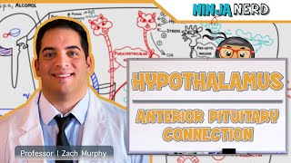 Endocrinology  Hypothalamus Anterior Pituitary Connection [upl. by Eyaj]