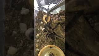 Kapit Na Kapit tarantuladan tarantula superworm shortvideo shorts short [upl. by Airel]