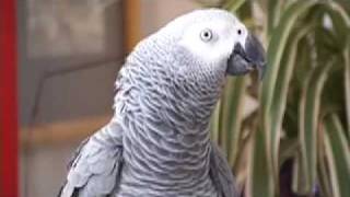 Epic Talking Parrot Talks Up a Storm [upl. by Anal]