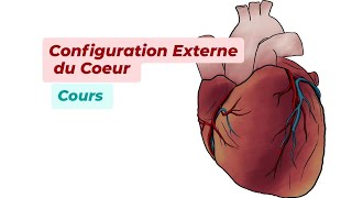 CONFIGURATION EXTERNE DU COEUR [upl. by Alakim]