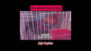 Round Head Brood Fowl  Jojo Oquias shortvideo shorts shortsfeed [upl. by Asalocin]