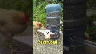 DÜNYANIN EN ZEKİ TAVUĞU 🐔🐥小敏哥  Douyin [upl. by Festatus]