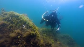 UNH Algae Research at the Shoals Marine Lab [upl. by Ruff]