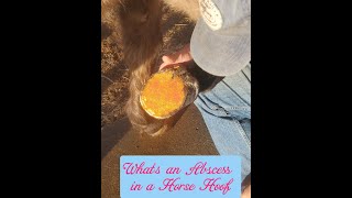 What is an Abscess in a Horse Hoof [upl. by Heck]