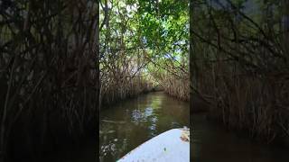 Part 2  Mangrove Forest  Pichavaram  Pondicherry mangrove nature pichavaram tamilnadu [upl. by Atat351]