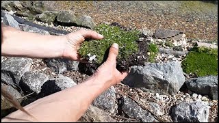 Propagating and planting Sagina subulata Irish Moss [upl. by Stoffel]