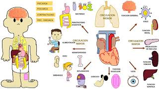 Insuficiencia Cardiaca [upl. by Ynar]