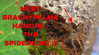 Meet my new Spiderling Tarantula  Lets do this again Brachypelma Hamorii [upl. by Atiuqes973]