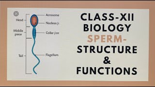 Class XII Biology Sperm Structure and Functions [upl. by Macdougall]