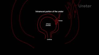 Intramural Ureter Anatomy Functional Significance shorts anatomy [upl. by Ramberg230]