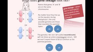 Gene Linkage IB Biology [upl. by Schindler916]