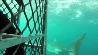 Carcharodon carcharias  Great white shark [upl. by Darill681]