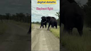 दो हाथी में भियंकर लडाई animalselephantfight animalsounds elephant shorts virelshorts [upl. by Willette]