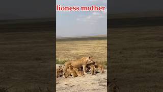 Lioness feeding her playful cubs [upl. by Eiramanig]