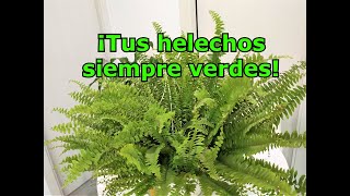 Planta helecho Cuidados y cultivo Helechos en macetas Filicopsidas [upl. by Mada692]