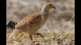 Grey Partridge Bird Calling Loudly  Partridge Bird Chirping  Grey Francolin Sounds  Teetar Awaz [upl. by Cher]