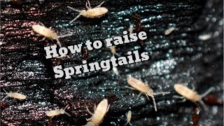 How to Care for Springtails [upl. by Lebama]