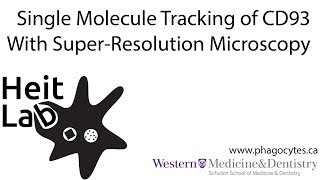 Single Particle Tracking of CD93 on Human Monocytes [upl. by Namzed]