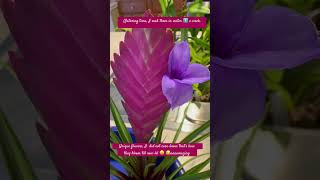 Tillandsia cyanea growing it as a houseplant tillandsia flower shorts [upl. by Tebzil94]