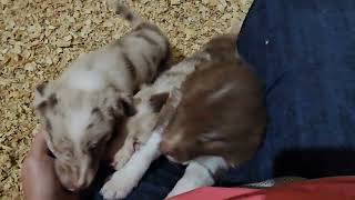 Red and Red Merle border collie puppies from Grits litter [upl. by Kendy]