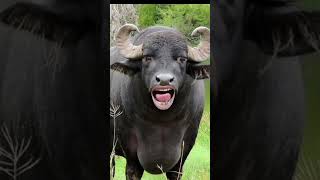 Kali buffalo 🦬🦬🐃 kya mang rahi hai funnysounds cowsound panipuri comedyvideo cowsound [upl. by Rednav]