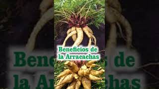 beneficios de la arracacha [upl. by Wachtel]