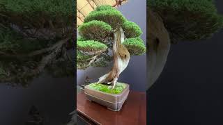 Pacific Bonsai Expo 6 [upl. by Enylekcaj381]