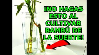 EL 98 COMETE ESTE ERROR AL CULTIVAR BAMBÚ DE LA SUERTE LUCKY BAMBU CUIDADOS Y CULTIVO [upl. by Gnahc377]