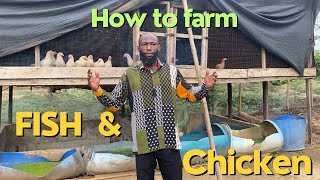 Poultry and Fish Farming with Azolla and Duckweed  Fish Farm Adventure Five [upl. by Novahc]