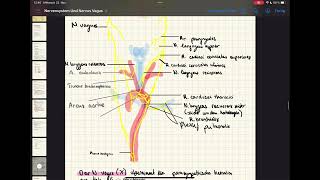 Zentrales amp peripheres Nervensystem  vegetatives Nervensystem N Vagus N phrenicus anatomy [upl. by Elleuqram]