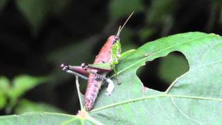 🐝 Japanese Grasshopper  Order Orthoptera  Real Japan Monsters [upl. by Yatnohs741]