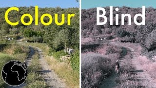 How Color Blindness Works [upl. by Massie]