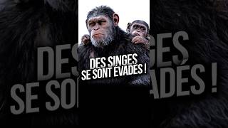 40 SINGES se sont échappés dune laboratoire… CÉSAR laissenous [upl. by Akeihsat]