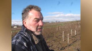 La taille de la vigne en Beaujolais [upl. by Mackintosh466]