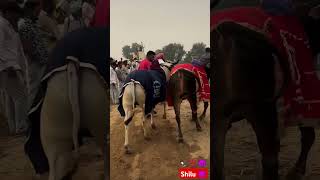 Shilu Ox Race In punjab oxraces racing trending viralvideo viralshorts clips [upl. by Dowdell943]