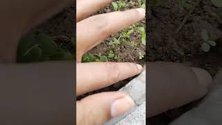 Best method to propagate chrysanthemum from its seeds🤞yt gardeningchannel garden gardening [upl. by Acile]