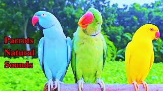 Ringneck Parrot Talking Natural Sounds birds parrot angelthevlogerr talkingparrot birdslover [upl. by Dry627]