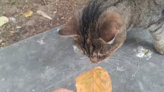 Tishka the Cat Meeting 🐈🎥😻 [upl. by Akirahc]