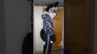 Spinningfurry furr cosplay costume fox furs fursuit furfriends fursuiters fursona [upl. by Oijres]