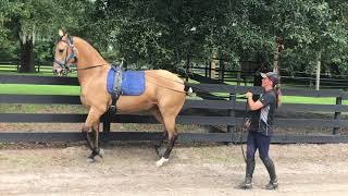 Piaffe Training in the Long Reins Azteca Mare Preciosa [upl. by Rosinski828]