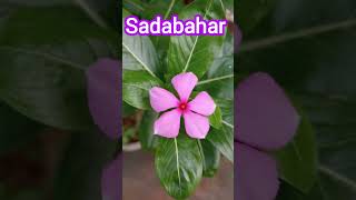 Madagascar Periwinkle Plant ll Baramasi Catharanthus Roseus🌸 [upl. by Barber]