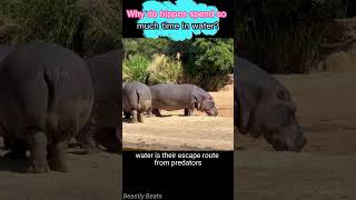 Why do hippos spend so much time in water animals wildlife facts [upl. by Biles180]