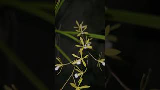 Encyclia linerifolioides orchidgarden nature orchidworld orchids orchidslover [upl. by Irah]