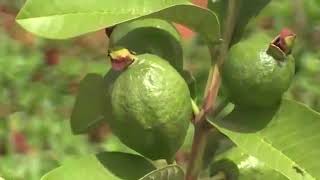 Management of nematodes and wilt in guava [upl. by Yemrots]