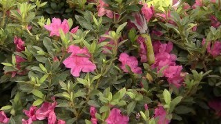 Pruning Encore azaleas [upl. by Morville]