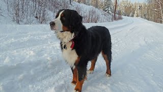 Bernese Mountain Dog and Kennel Cough Prevention and Treatment [upl. by Ellehcil]