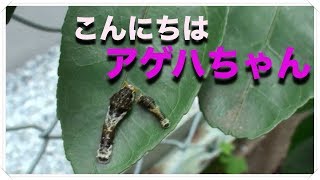 アゲハチョウとクロアゲハの成長記 幼虫→羽化→旅立ち 感動をあたえてくれました [upl. by Drahsar183]