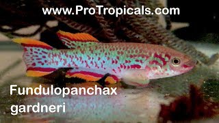 Killifish  Fundulopanchax gardneri  How to Hatch amp Breed Steel Blue Killifish eggs [upl. by Dnaletak786]