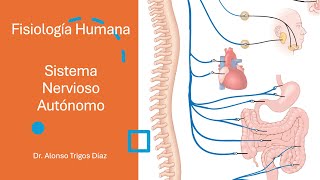 Neurofisiología  Sistema Nervioso Autónomo [upl. by Ayotas457]